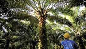 Produksi CPO Tahun Ini Meleset dari Target Akibat El Nino