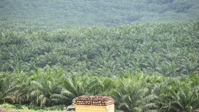 BPDPKS mengaku siap memfasilitasi dan memberikan dana hibah bagi daerah yang ingin memabngun pabrik kelapa sawit.