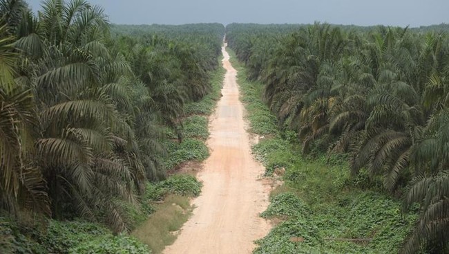 Manajemen berharap kehadiran pabrik sagu di Papua dapat memberi kontribusi terhadap pendapatan perseroan tahun depan.