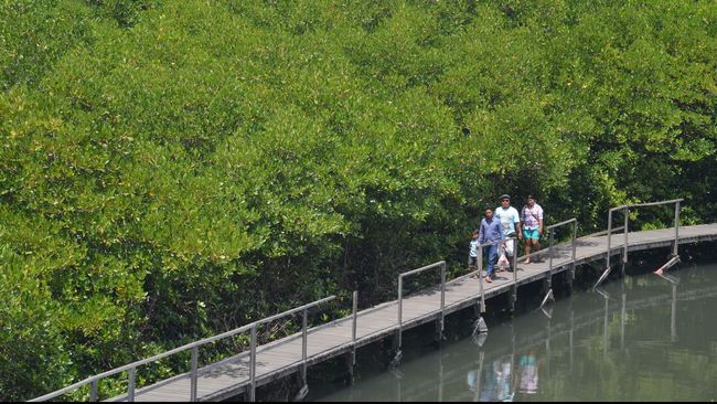 Pemerintah Butuh Duit Hingga Rp3 Triliun untuk Hutan Bakau