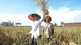Panen Tak Serentak, Bulog Kesulitan Serap Beras Petani
