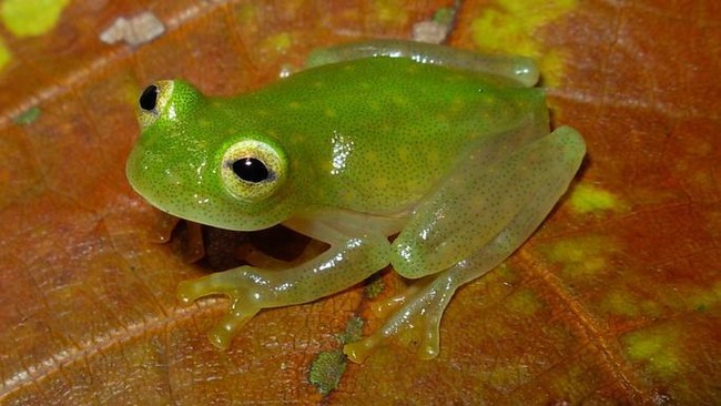 Ilmuwan dari Minnesota menemukan spesies baru kodok kaca di pegunungan Talamanca, Kosta Rika. Wajahnya seperti Kermit di Muppets.
