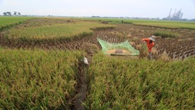 Pemerintah Akan Beri BLT Rp600 Ribu ke 2,4 Juta Petani Miskin
