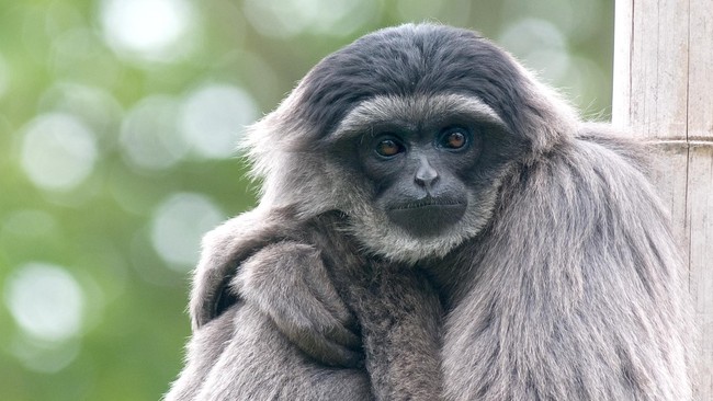 Misteri owa, kera gibbon di Kebun Binatang dan Kebun Raya Kujukushima, Jepang yang mendadak hamil meski hidup sendiri terpecahkan melalui tes DNA.