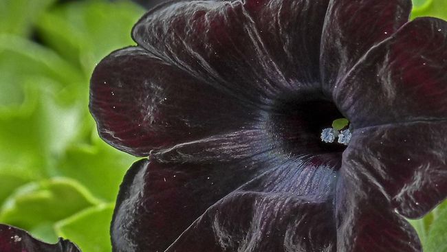 Imajinasi Anda langsung melayang ketika melihat tanaman bunga Anda mulai mekar dengan cantik dan menebar aroma yang harum.
