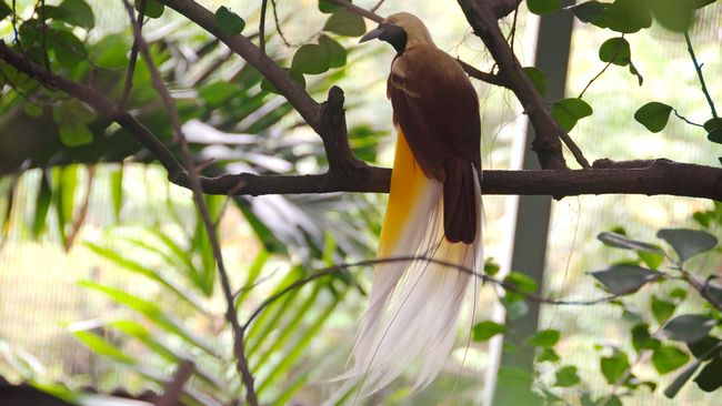 Di Desa Sawinggrai, Anda bisa menyaksikan atraksi Red Bird of Paradise dari burung cenderawasih merah yang masuk kategori langka.