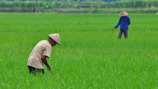 Daya beli buruh tani tercatat meningkat pada Agustus lalu dibandingkan Juli 2018, lantaran harga komoditas menurun atau deflasi pada bulan yang sama.