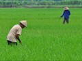 Upah Buruh Informal di Perkotaan Kompak Naik di Desember 2017