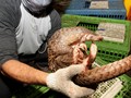 Ada Virus Corona di China, Trenggiling Selamat dari Kepunahan