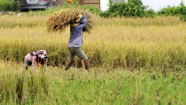 El Nino akan mengakibatkan kekeringan berkepanjangan yang berakibat pada rusaknya produk pertanian seperti padi yang memasuki masa panen.