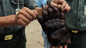 Bareskrim Sebut Penjualan Hewan Langka via Medsos Meningkat