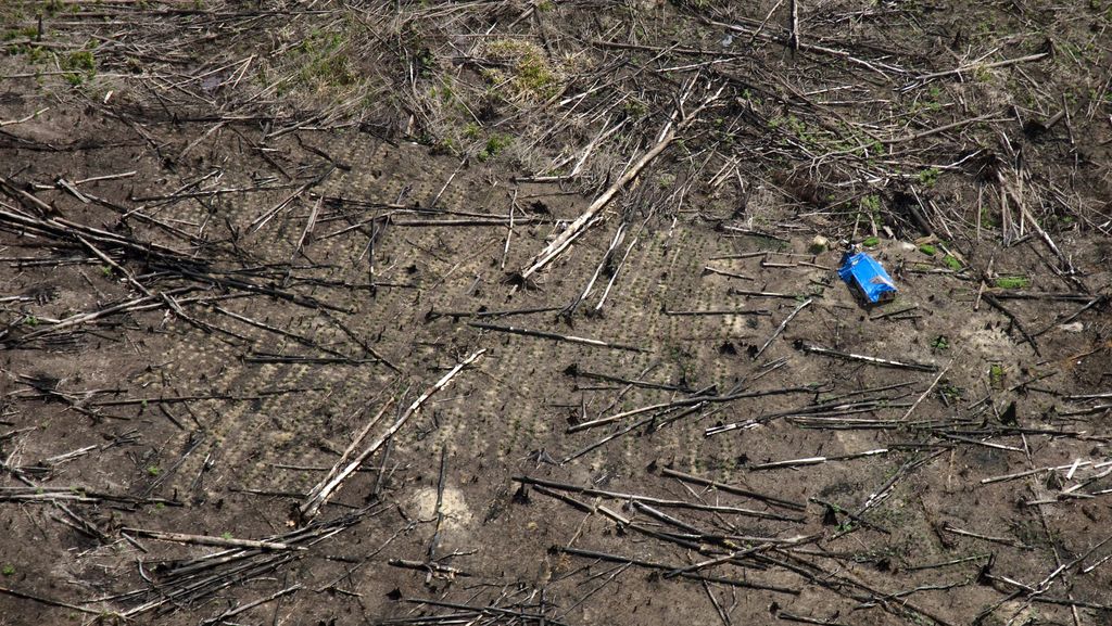 Pemerintah Mulai Reforestasi 2.577 Hektare Lahan Tesso Nilo