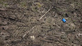 Fakta-Fakta Taman Nasional Tesso Nilo, Habitat Flora dan Fauna Langka