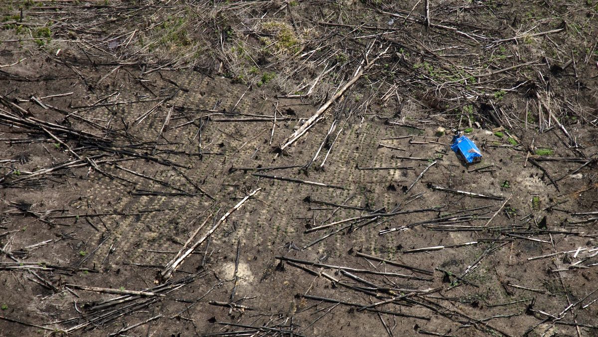 Fakta-Fakta Taman Nasional Tesso Nilo, Habitat Flora dan Fauna Langka