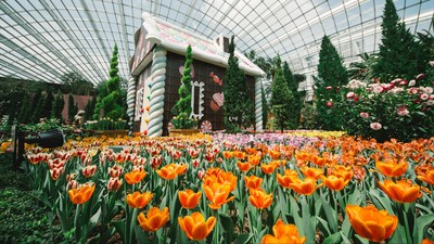img-title Jadi Ikon Belanda, Ternyata Bunga Tulip Berasal dari Kazakhstan