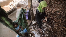 Harga Dasar Singkong Ditetapkan, 49 Pabrik di Lampung Langsung Patuhi
