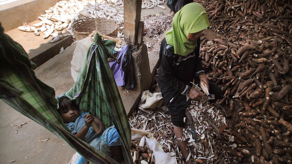 Harga Dasar Singkong Ditetapkan, 49 Pabrik di Lampung Langsung Patuhi