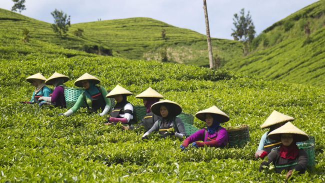 Pemerintah Kabupaten Kulon Progo, merevitalisasi rumah produk pengolahan teh di kawasan Kebun Teh Nglinggo.