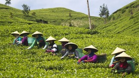 Kulon Progo Percepat Perealisasian Agrowisata Kebun Teh