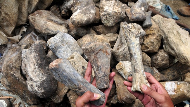 Fosil dinosaurus yang kemungkinan spesies baru ini dianggap berukuran lebih besar dari Argentinosaurus yang berukuran 40 meter dengan berat 110 ton.