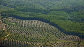 KLHK Ungkap Progres Izin Perusahaan Sawit di Dalam Hutan
