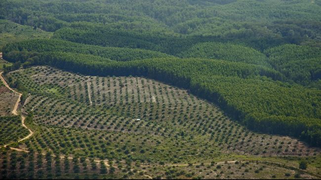 Pemerintah Tidak Transparan Soal Izin Perkebunan Sawit