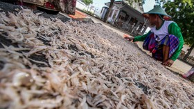 Pemerintah Dorong Mamuju Utara Jadi Sentra Produsen Udang