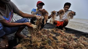KKP Ingin Tingkatkan Produksi Rumput Laut di Rote Ndao