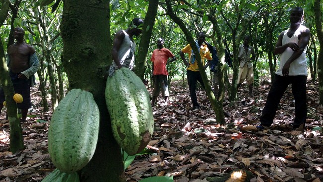 Kementan bakal memangkas alokasi anggaran peremajaan dan perluasan komoditas perkebunan kakao dan kelapa pada 2019 mendatang.