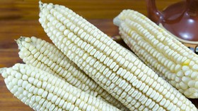 Jagung Pulut khas Gorontalo akan Ramaikan Festival Boalemo