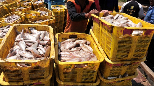 Saat ini, kebijakan impor ikan dinilai memberi dampak negatif terhadap produksi ikan dalam negeri, seperti penurunan harga kepiting di sentra produksi Cirebon.