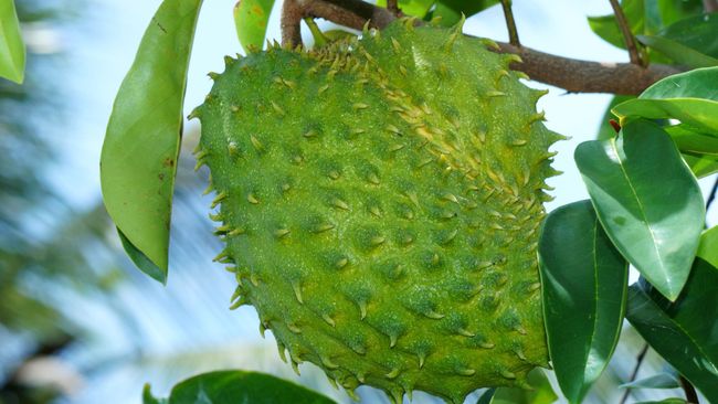 Daun Sirsak Tak Terbukti Bisa Mengobati Kanker Belakangan ini begitu banyak obat herbal beredar di pasaran yang dipercaya bisa mengobati kanker. Misalnya saja daun sirsak sampai ada juga rompi anti kanker.