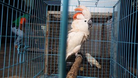 Polisi Tangkap Penjual Satwa Dilindungi di Pasar Barito