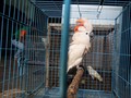Polisi Tangkap Penjual Satwa Dilindungi di Pasar Barito