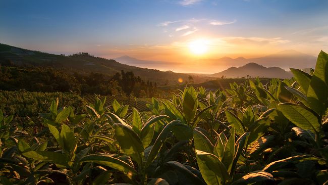 Candu Rokok di Nusantara Berawal dari Teman Makan Sirih Satu kisah menyebutkan, Sultan Agung merokok dengan pipa berlapis perak, dan dilayani 30 abdi perempuan yang memegang wadah emas berisi sirih-tembakau.
