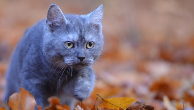 Tanpa mendapatkan makanan atau air selama 49 hari, seekor kucing bernama Pippa ditemukan dalam kondisi dehidrasi dan kehilangan berat badan yang parah.