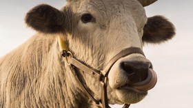 Di India Urin Sapi Jadi Pengganti Hand Sanitizer