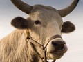 Di India Urin Sapi Jadi Pengganti Hand Sanitizer