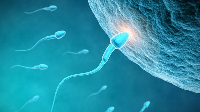 Juli dan Agustus mungkin adalah waktu terbaik bagi pasangan untuk mencoba mendapatkan bayi karena pergerakan sperma yang jauh lebih besar.
