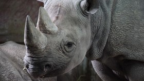 Mengenalkan Kembali Badak Hitam di Chad