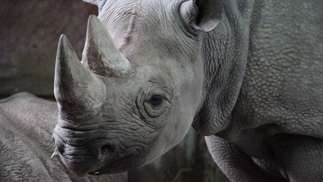 Diplomat Korea Utara dilaporkan terlibat dalam 16 kasus penjualan cula badak dan gading gajah di Afrika selama 30 tahun belakangan ini.