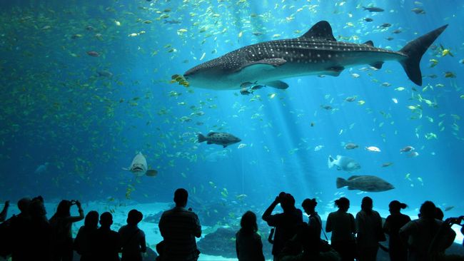 Kalau Anda adalah seorang wisatawan yang punya adrenalin tinggi, mungkin Anda berani untuk menginap di bawah laut, di shark suite.