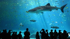 Shark Suite, Sensasi Menginap Bersama Hiu Ganas