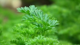 Turunkan Berat Badan dengan 30 Hari Minum Jus Peterseli