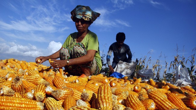 Pemerintah berjanji akan membenahi data produksi jagung mulai tahun depan. Upaya ini dilakukan untuk mengakhiri karut marut data sektor pangan.