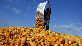 Kenaikan Harga Jagung Jadi Biang Kerok Daging Ayam Tembus Rp50 Ribu