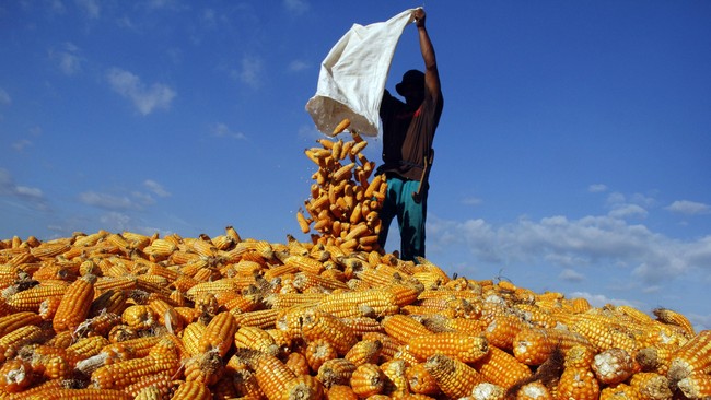 Kenaikan harga jagung yang berdampak pada pakan ternak menjadi penyebab mahalnya daging ayam yang tembus hingga Rp50 ribu per kg.
