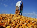 Kementan Klaim Produksi Pakan Ternak Naik, Permintaan Turun