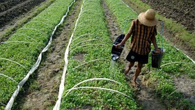 Pentingnya Pendidikan Pembibitan