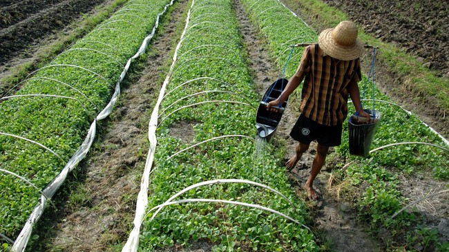 Pendidikan luar sekolah untuk para petani dalam hal pembibitan tidak berjalan baik. Apa yang bisa dilakukan?